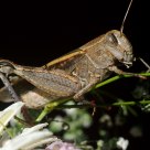Gafanhoto (grasshopper)